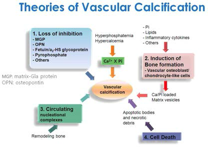 혈관석회화를 일으키는 기전에 대한 이론.