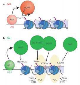 Histone lysine 잔기의 acetylation과 deacetylation에 의한 후생성 전사조절.