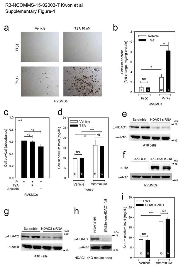 TSA (10 nmol/L), non-class-selective HDAC inhibitor, potentiates vascular calcification (VC).