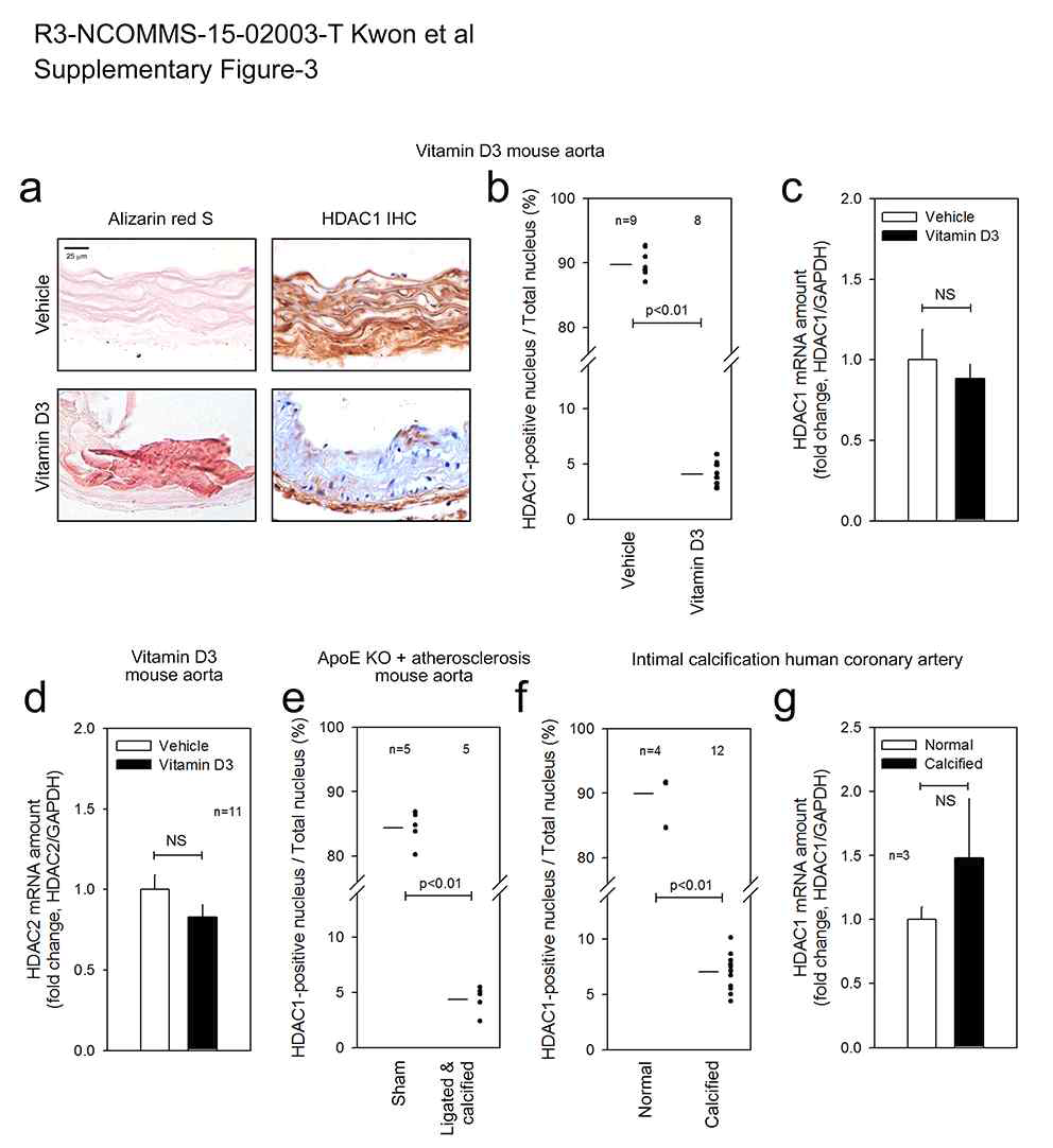 Diverse calcification stresses reduce HDAC1 protein amounts, but not mRNA amounts in vivo models.