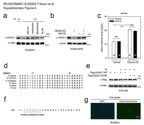 HDAC1 K74 is ubiquitinated in VC.