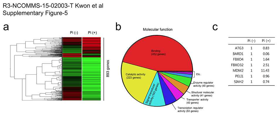 cDNA microarray analysis to find E3 ligase.