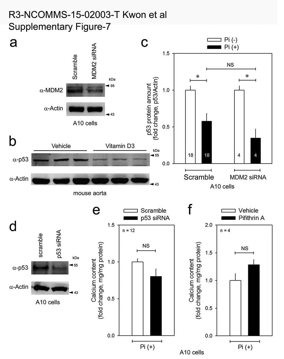 p53 is not involved in Pi-induced VC.