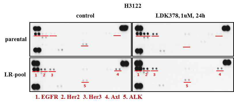 H3122 모세포주와 H3122-LR pool 세포주에서의 phospho-RTK array