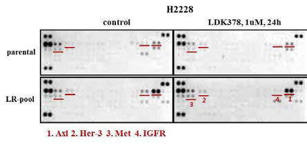 H2228, H2228-LR pool 세포주에서 RTK 활성화여부 확인