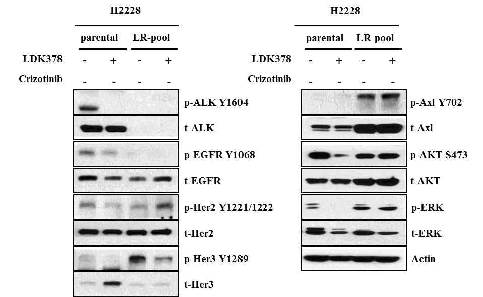 H2228, H2228-LR pool 세포주에서 ALK 하부 신호 전달 경호 및 우회신호전달 경로의 활성화 여부 확인