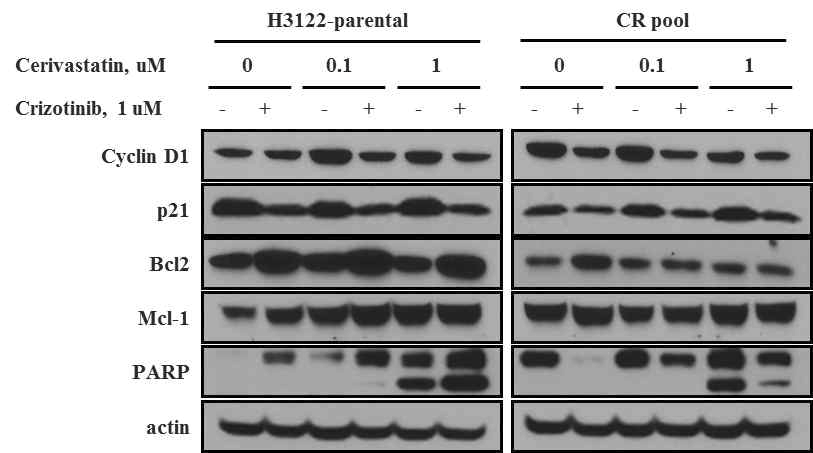 H3122, H3122-CR pool에서 cerivatatin에 의한 cell cycle 변화를 확인