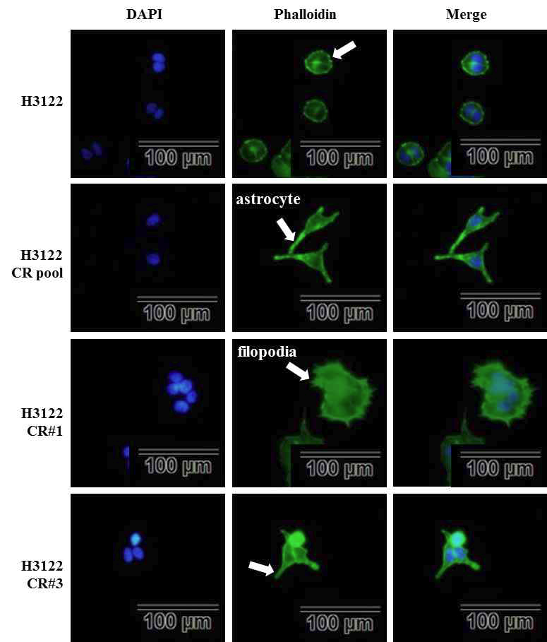H3122, H3122-CR pool에서 F-actin localization을 형광염색으로 확인