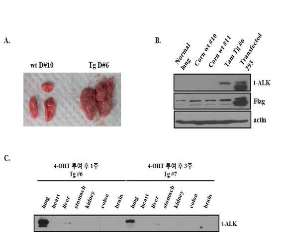 Tamoxifen 투여에 의한 lung specific EML4-ALK 발현.