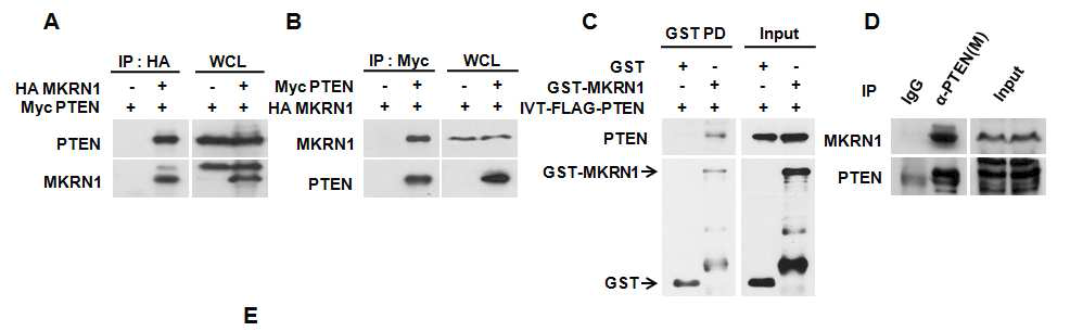 A-D, MKRN1과 PTEN 단백질의 상호 결합을 면역침강 법으로 확인함. A, B, 데이터와 같이 암세포주에 MKRN1과 PTEN을 발현 시킨 후 면역침강 시행함.
