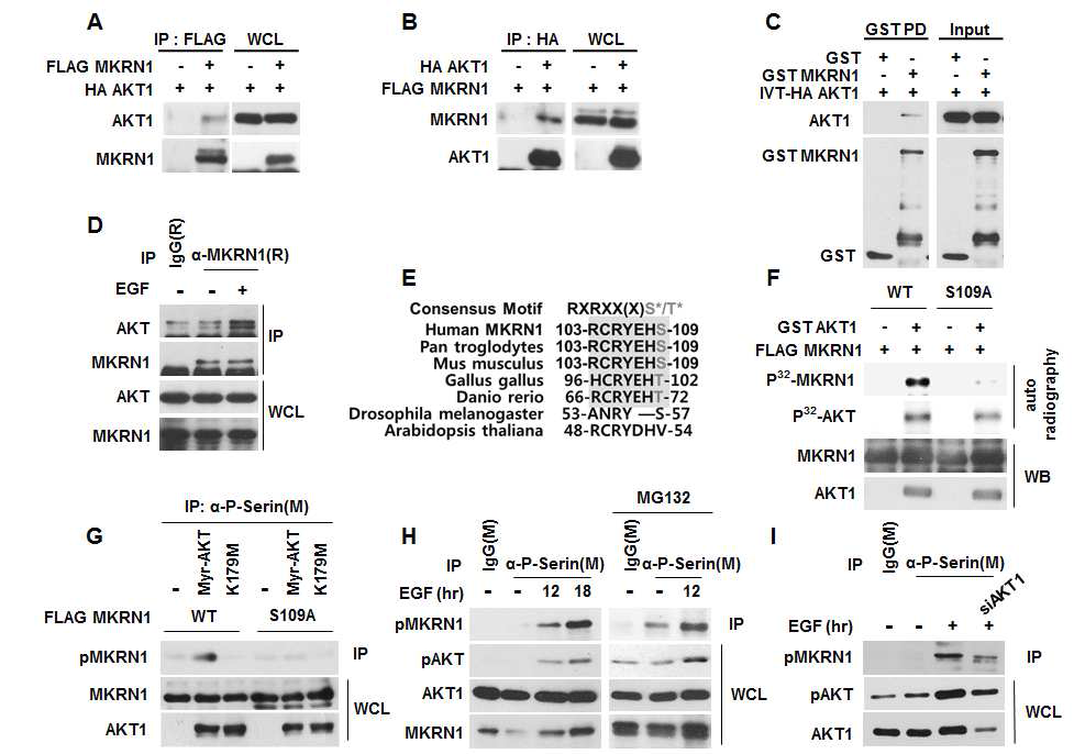 A-D, AKT과 MKRN1의 상호결합을 확인함. E, Akt의 타깃 단백질들이 공통적으로 가지고 있는 잘 보존된 아미노산 서열과 MKRN1의 109번째 serine 근처의 아미노산 서열. F, In-vitro phosphorylation 분석을 통해 Akt 단백질이 직접적으로 MKRN1을 인산화 시킴을 확인. G, Phospho-serine을 타깃 하는 항체를 이용하여 MKRN1 단백질과 MKRN1의 109번째 아미노산인 serine을 arginine으로 치환한 mutant, 활성화된 Akt와 효소기능을 억제한 K179M mutant를 데이터와 같이 발현시킨 후, kinase assay를 수행하여 MRKN1의 phosphorylation을 확인함. H-I, EGF 처리로 Akt를 활성화 시킨 세포에서 endogenous MKRN1 단백질의 Phosphorylation의 변화를 G 와 같은 방법으로 확인함.