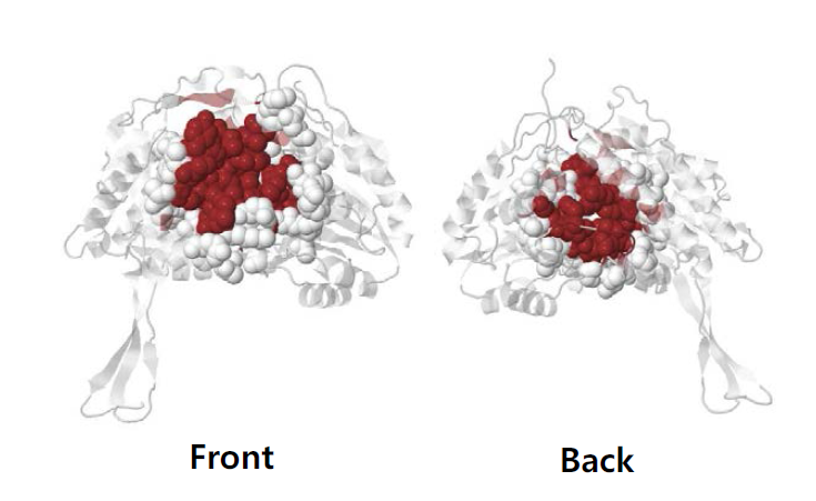 Plausible key residues of ALDH1 interacting with NADH cofactor.