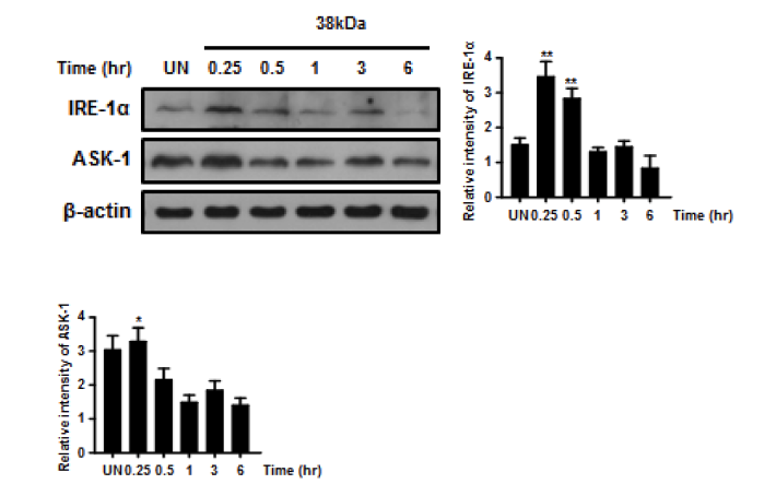 결핵균 38kDa항원이 마우스 BMDM세포로부터 유도하는 IRE-1 alpha, ASK-1 인자들