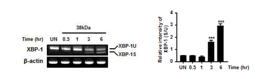 38kDa 항원 자극에 의해 활성화되는 XBP-1 mRNA