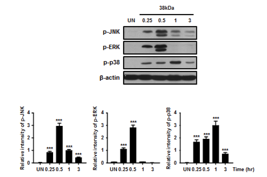 결핵균 38kDa항원 자극에 의한 큰포식세포로부터 증가하는 MAPK 신호전달 경로 인자들
