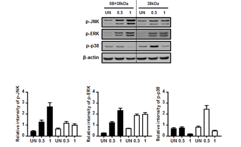 결핵균 38kDa항원 자극에 의해 증가하는 JNK활성과 p38활성의 상호관계