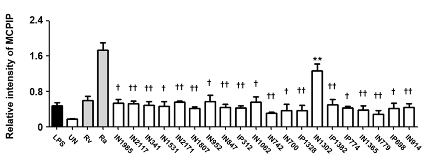MCP-I의 생성에 미치는 각종 결핵균주들의 감염 효과 분석