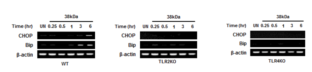 38kDa항원 자극시 TLR2/TLR4신호전달과정에 의한 소포체 스트레스 반응