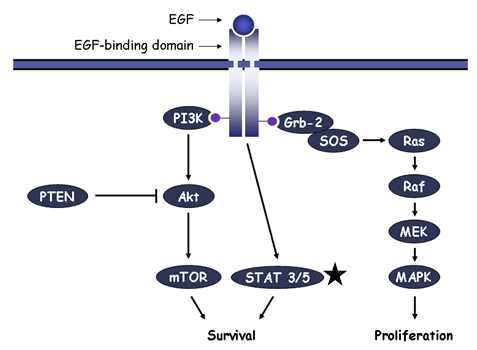 상피세포 성장인자 수용체 (EGFR) 신호전달계