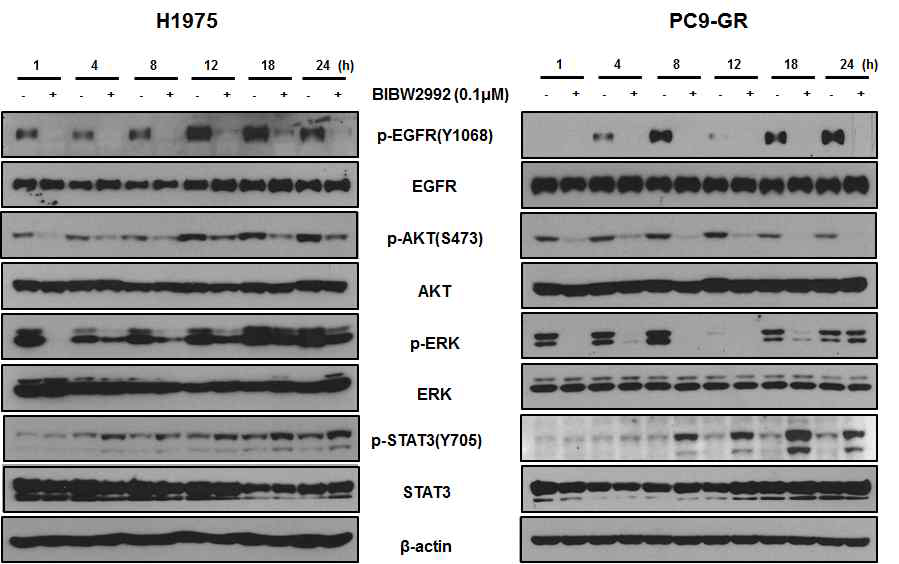 비소세포폐암 세포주에서 BIBW2992 처리에 따른 STAT3의 활성화 확인