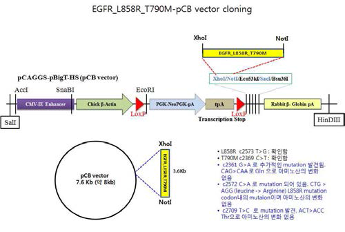 EGFR-L858R-T790M vector 클로닝