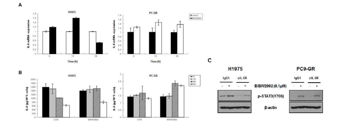 EGFR T790M mutation을 가진 비소세포폐암 세포주에서 BIBW2992 (AfatinibⓇ) 처리에 따른 IL-6의 mRNA 발현과 생성이 STAT3의 활성화에 미치는 영향.