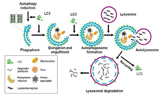 자가포식 과정의 모식도