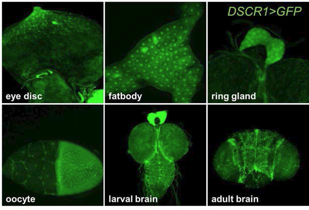 초파리 조직에서의 DSCR1의 발현 양상 분석