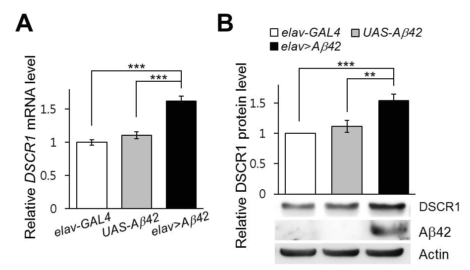 Aβ42에 의한 DSCR1의 유전자 및 단백질 발현 확인