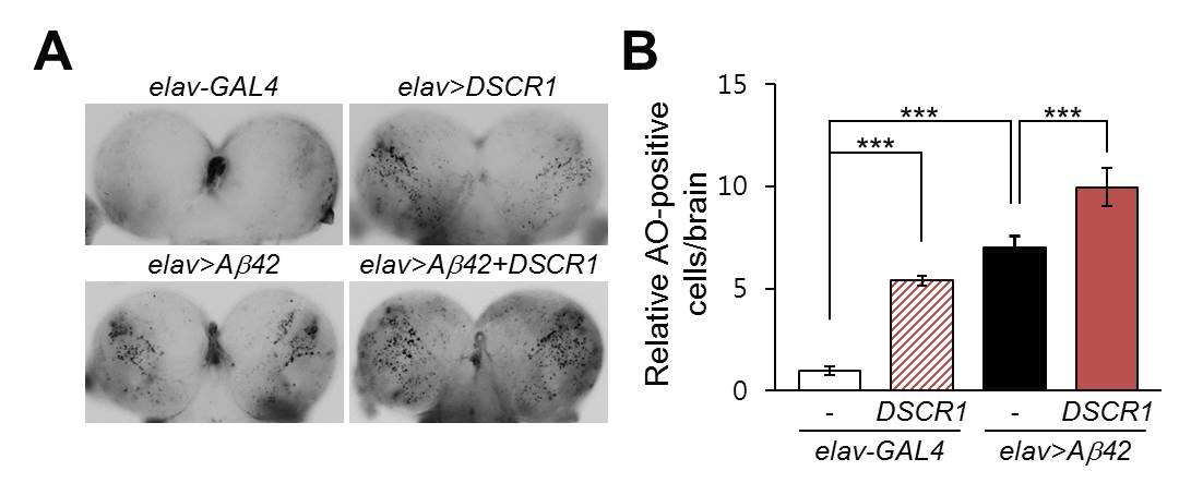 AD 초파리 모델에서 DSCR1에 의한 뇌세포사멸 증가