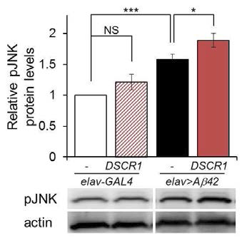 AD 초파리 모델에서 DSCR1 과발현에 의한 JNK 활성도 증가
