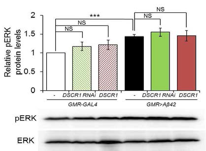 AD 초파리 모델에서 DSCR1과발현에 의한 ERK 활성도 변화