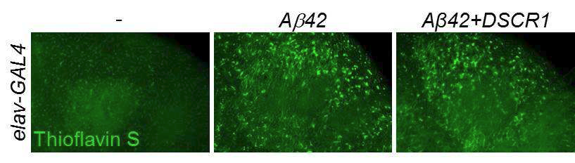 DSCR1 과발현에 의한 AD 모델의 Aβ42 plaque 형성 변화