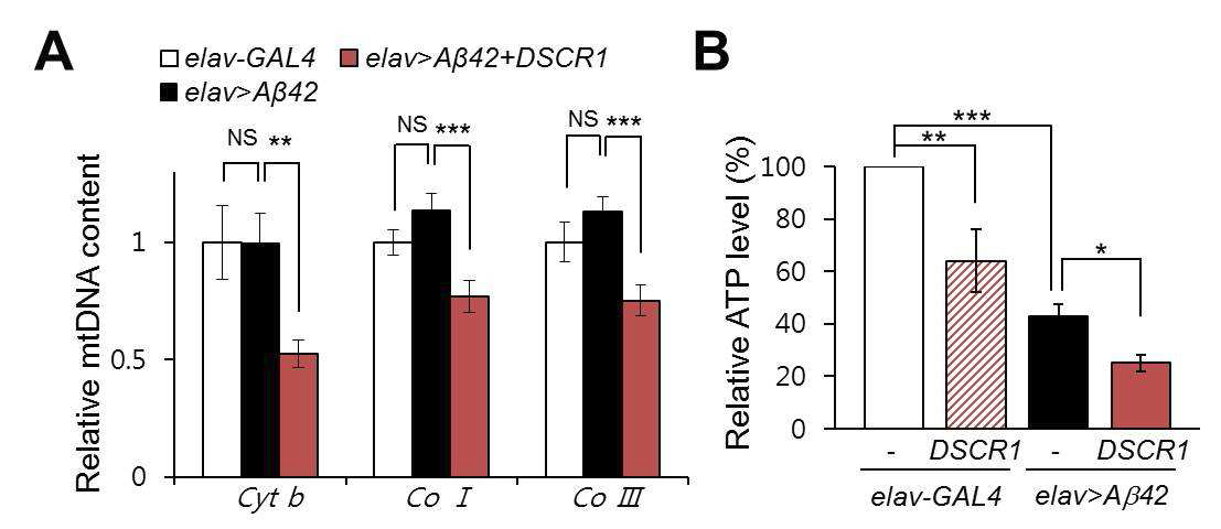 DSCR1에 의한 미토콘드리아 기능이상 효과 분석