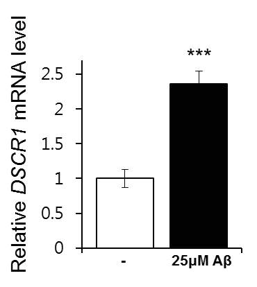 Aβ42에 의한 DSCR1의 유전자 발현 확인