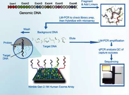 Human Exome Array