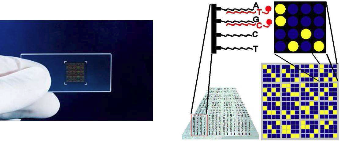 DNA chip