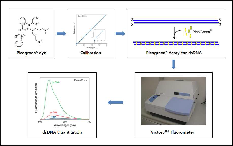 Picogreen을 이용한 DNA 농도측정의 원리 (모식도)