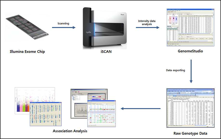 Exome Chip Genotyping Procedure