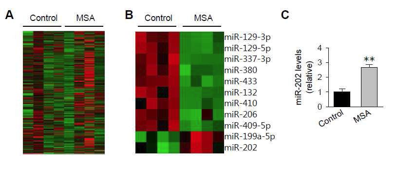 Up-regulation of miR-202 in human MSA cerebellum samples.