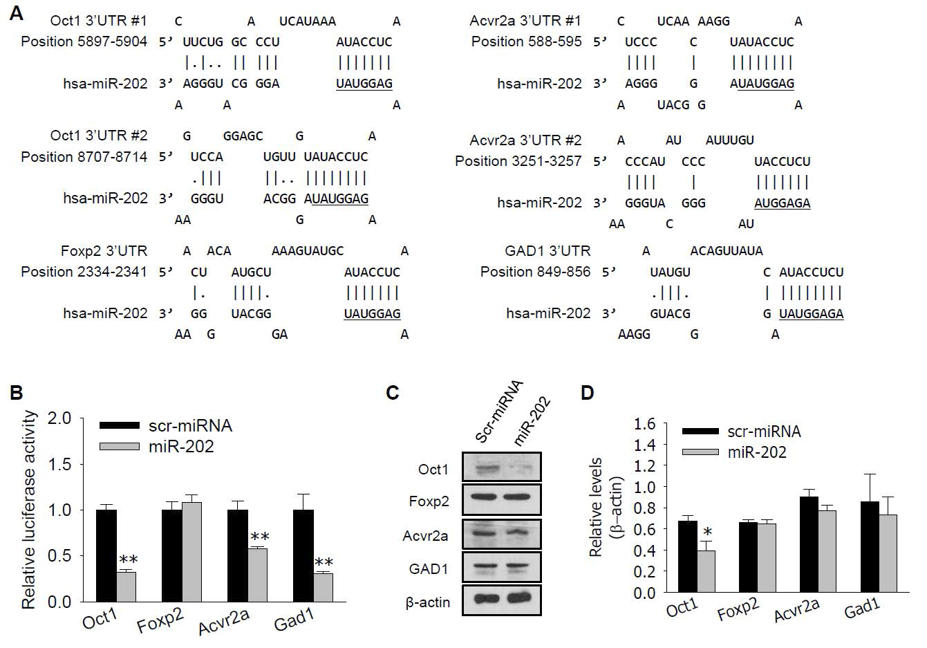 Target genes of miR-202.