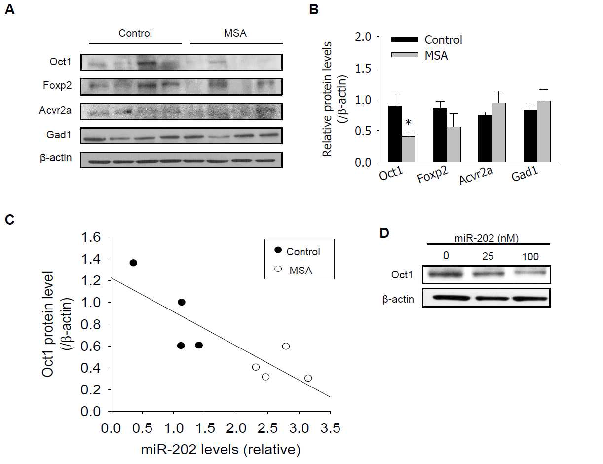 Expression of potential target proteins in human cerebellum samples.