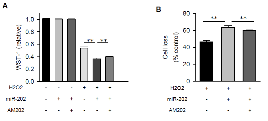 Effect of miR-202 on oxidative stress-induced cell death.