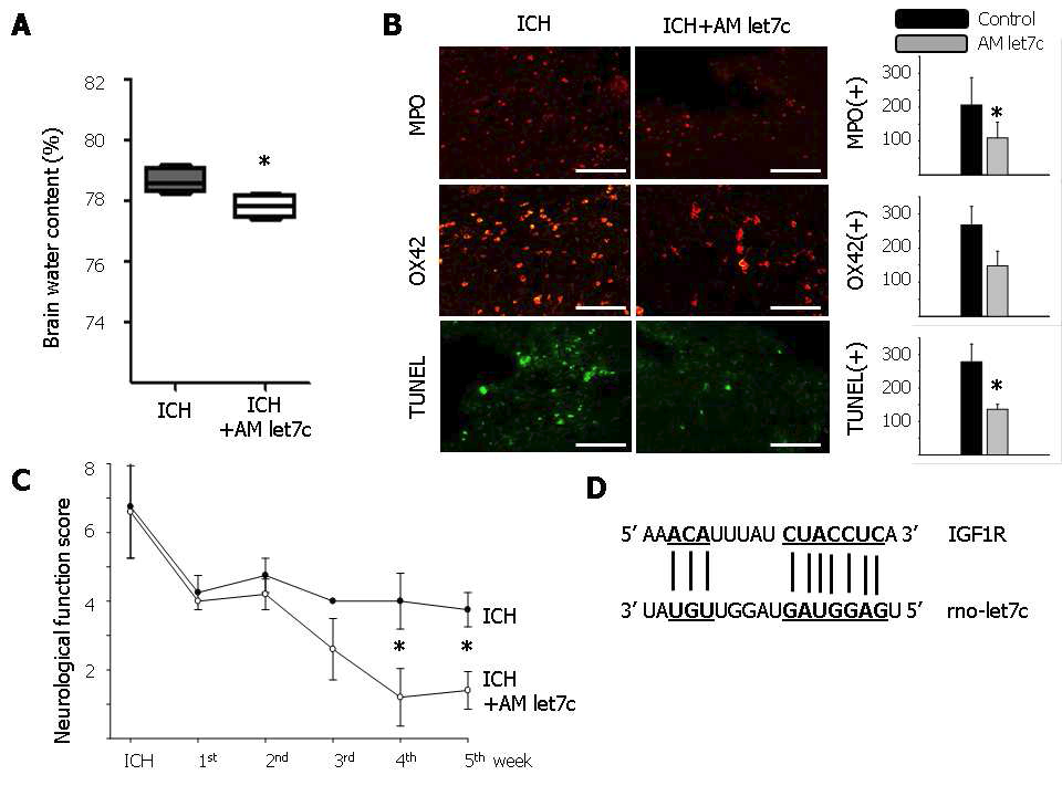 The neuroprotective effect of let7c modulation in the intracerebral hemorrhage model.