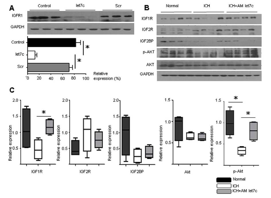 Increased Insulin-like Growth Factor 1 Receptor Protein and Pro-survival Signal by let7c Modulation.