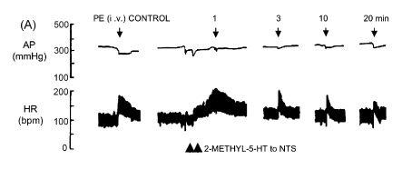 IV phenylephrine 투여 후 HR이 감소, 이후 5 HT3 agonist 인 2-methyl-5-HT를 NTS로 투여하자 HR이 회복됨.