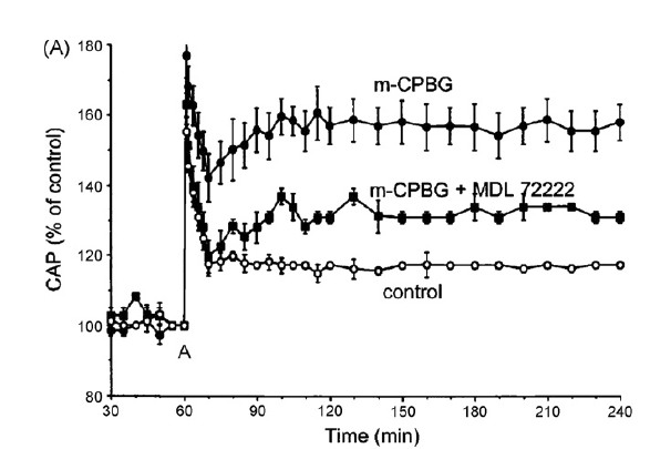 Rat sympathetic ganglia에 5-HT3 receptor인 m-CPBG를 투여하자 action potential 이 증가, 5-HT3 antagonist를 투여하자 action potential이 다시 감소함.