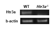 RT-PCR for Htr3a receptor.