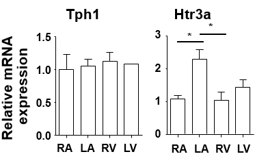 다른 심장 부위의 Tph1 및 Htr3a의 비교