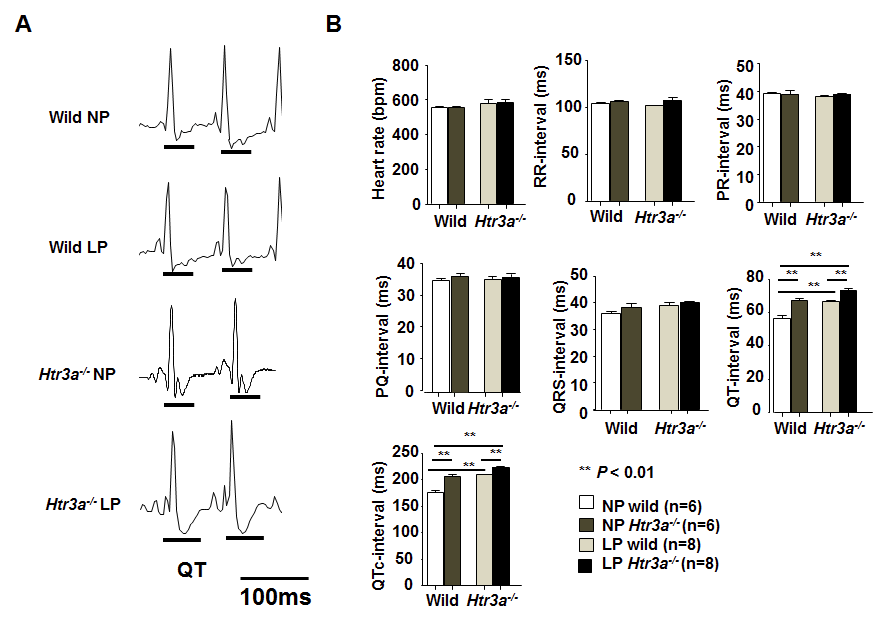 Htr3a-/- mice에서 QT 간격의 증가.